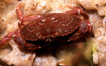 closeup image of a crab